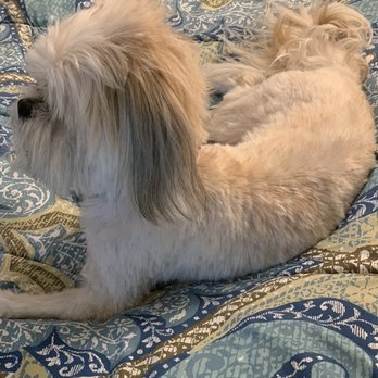 PetSmart - Her hair on top not trimmed at all - Pet Stores Near Me - Antioch, California PetSmart - Her hair on top not trimmed at all - Pet Stores Near Me - Antioch, California
