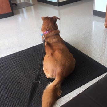 Kindness Animal Clinic - Katie is waiting for the cats to finish up, so she can go for a car ride - Veterinarians Near Me - Monroe, Washington Kindness Animal Clinic - Katie is waiting for the cats to finish up, so she can go for a car ride - Veterinarians Near Me - Monroe, Washington