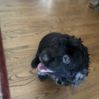 DogiZone - My dog's eye was extremely red, bulging, and she was stumbling into walls (obv blind). DogiZone did not tell us about this at any point. - Pet Training Near Me - Rockville, Maryland