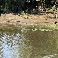 Plantation River Tours - Gator siting