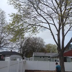 Paradigm Tree Works - Removal of maple tree
