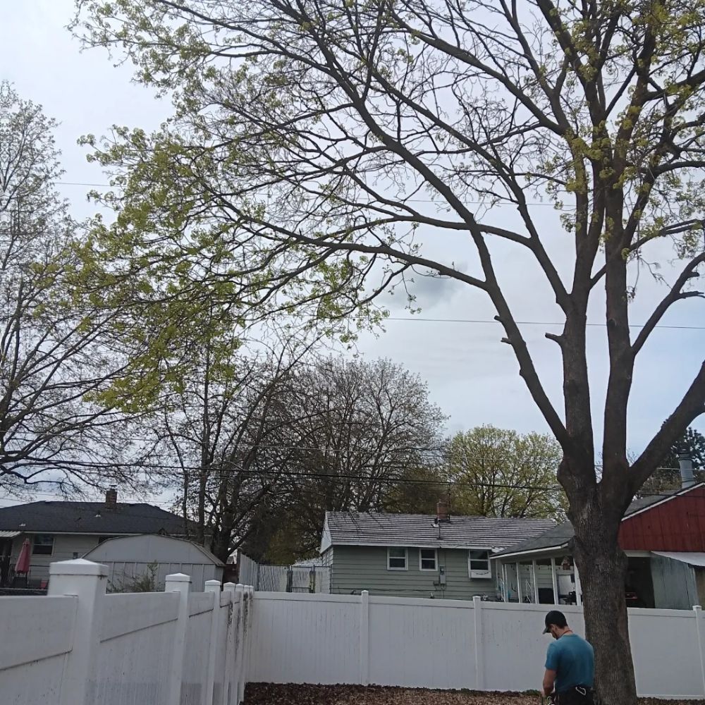 Paradigm Tree Works - tree service in Spokane, WA