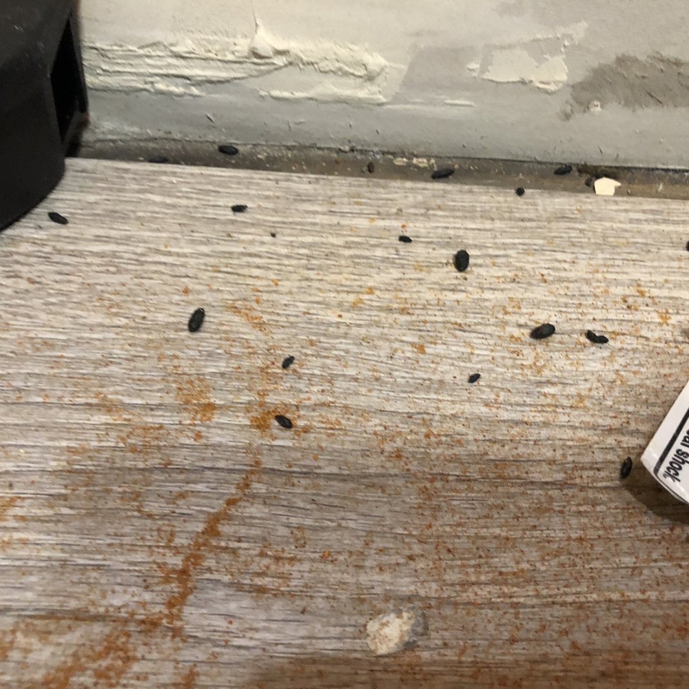 McKey & Poague - Rodent droppings behind stove - Property Management Near Me - Chicago, Illinois McKey & Poague - Rodent droppings behind stove - Property Management Near Me - Chicago, Illinois