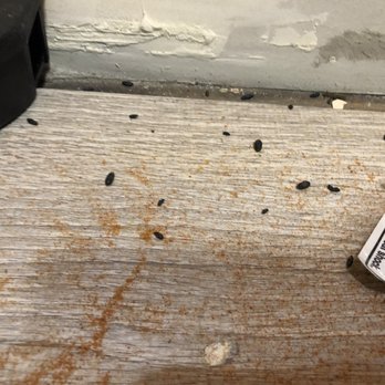 McKey & Poague - Rodent droppings behind stove - Property Management Near Me - Chicago, Illinois McKey & Poague - Rodent droppings behind stove - Property Management Near Me - Chicago, Illinois