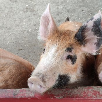 Maan Farms - Baby piggies - Farmers Market Near Me - Abbotsford, British Columbia