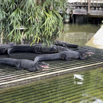 Gatorland - Zoos Near Me - Orlando, Florida Gatorland - Zoos Near Me - Orlando, Florida