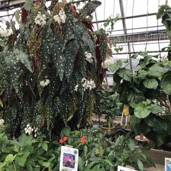 Logee's Greenhouses - Nurseries & Gardening Near Me - Danielson, Connecticut