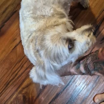 Incredible Petables - Pet Groomers Near Me - Selden, New York Incredible Petables - Pet Groomers Near Me - Selden, New York