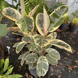 Sieffert's Nursery