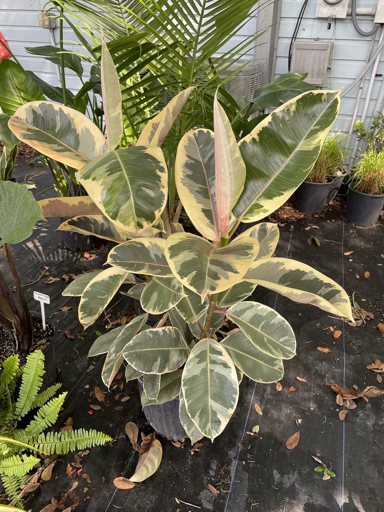 SIEFFERT’S NURSERY Updated September 2024 43 Photos 2416 S Tanner