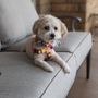 PetLuv