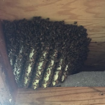 Bee Serious - Look at that beehive ....beautiful but also scary this was right above were my children play - Pest Control Near Me