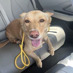 A Fetchin Good Time - My pup, Queenie!
