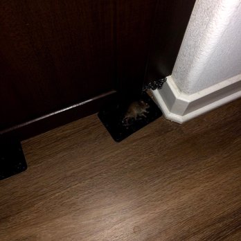 Encanto Apartments - Don't worry! Just board your pets with your family until you can be sure the mice are nice and cozy! - Apartments Near Me - Corona, California Encanto Apartments - Don't worry! Just board your pets with your family until you can be sure the mice are nice and cozy! - Apartments Near Me - Corona, California