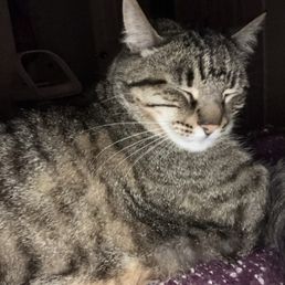 Healthy insured kitty