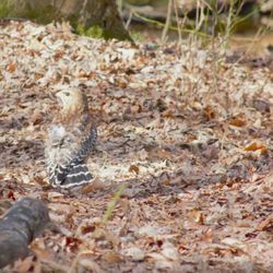 Red Shouldered Hawk