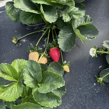 Mick Farms - Farmers Market Near Me - Saint Cloud, Florida