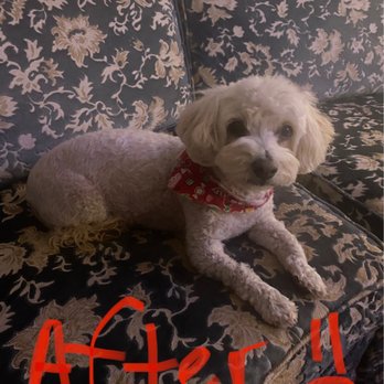 Chateau le Pooch - What about my shaved legs and body? My dad's man groomer could have done this! - Pet Stores Near Me - Brea, California Chateau le Pooch - What about my shaved legs and body? My dad's man groomer could have done this! - Pet Stores Near Me - Brea, California