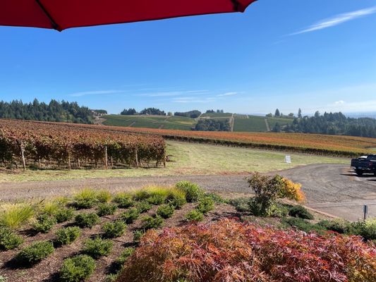 Knudsen Vineyards by null