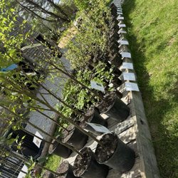 East Pine Plant Shop - Fruit trees & floral