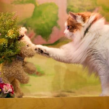Fairytale Puppets - Puppet Show - Party & Event Planning Near Me Fairytale Puppets - Puppet Show - Party & Event Planning Near Me