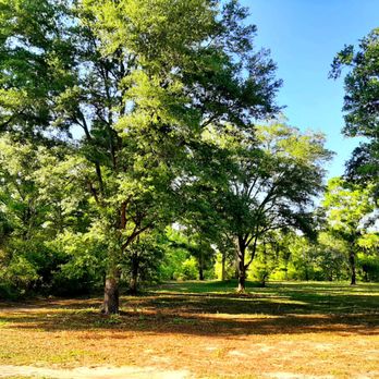 Edwards Lawncare And More - trees in a park - Tree Services Near Me Edwards Lawncare And More - trees in a park - Tree Services Near Me