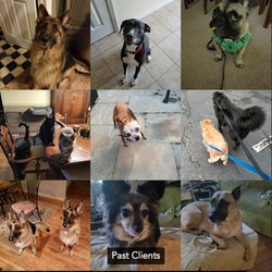 Elite Canine Pet Services - Tucker, Bailey, Atticus, Nola, Lucy, Sugar, Zoe, Lola & Simba, Joey & Nicky, Mr. Tickles and Bear.