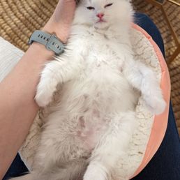 Sleepy kitten after an hour of playing.
