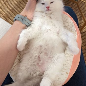 Kitten Cuddle Corner - Sleepy kitten after an hour of playing. - Pet Breeders Near Me