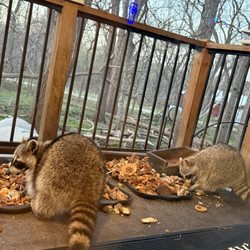 Alpine Inn - Raccoons having dinner