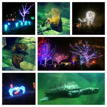 ZooLights - Really Pretty - Zoos Near Me - Washington, DC, District of Columbia ZooLights - Really Pretty - Zoos Near Me - Washington, DC, District of Columbia