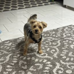 Well  groomed dog