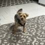 Photo of Pet Star Grooming