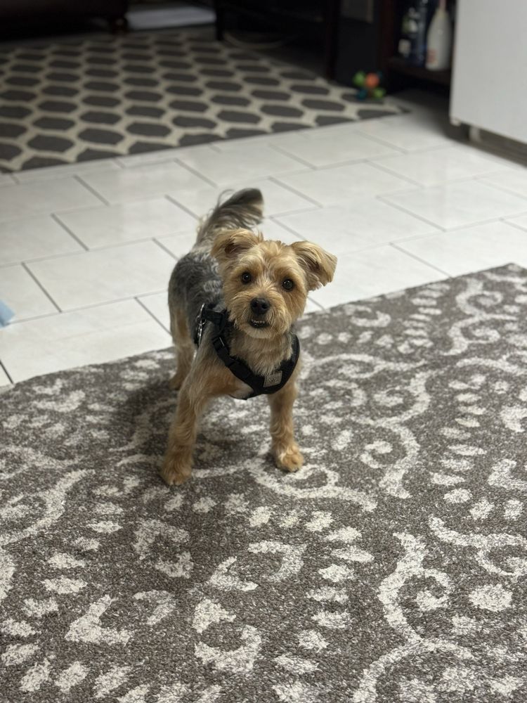 PET STAR GROOMING Updated August 2024 32 Reviews 3102 34th Ave