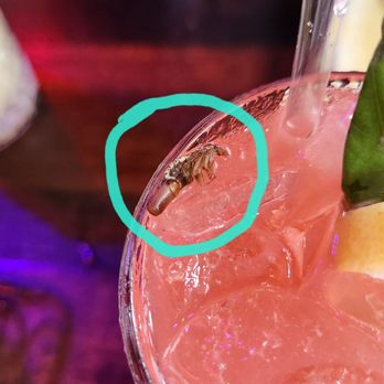 Cha Cha Cha - Roach with egg sac in my drink. - Caribbean Near Me - San Francisco, California Cha Cha Cha - Roach with egg sac in my drink. - Caribbean Near Me - San Francisco, California