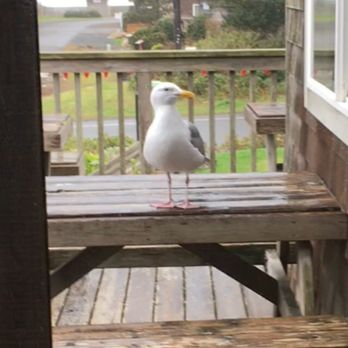 Warren House Pub - The local pet named crackers - American Near Me - Cannon Beach, Oregon Warren House Pub - The local pet named crackers - American Near Me - Cannon Beach, Oregon