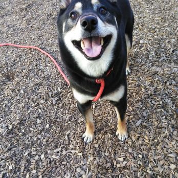 Instinct Dog Behavior & Training - Leo's 1 on 1 play time!! - Pet Training Near Me - New York, New York Instinct Dog Behavior & Training - Leo's 1 on 1 play time!! - Pet Training Near Me - New York, New York