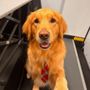 Fast N Furriest Mobile Groomer