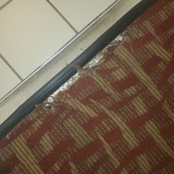Quality Inn At Town Center - Worn carpet - Hotels Near Me - Beaufort, South Carolina