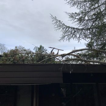 S P McClenahan - McClenahan's tree remover bringing out a piece of wood that he said went 18" into the roof. - Tree Services Near Me - Portola Valley, California S P McClenahan - McClenahan's tree remover bringing out a piece of wood that he said went 18" into the roof. - Tree Services Near Me - Portola Valley, California