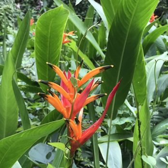 El Yunque Rainforest - Hiking Near Me - Luquillo, Puerto Rico