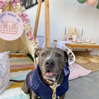 Puppy Picnic - Party & Event Planning Near Me - Encinitas, California Puppy Picnic - Party & Event Planning Near Me - Encinitas, California