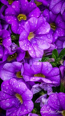 Outlet Collection at Niagara by null