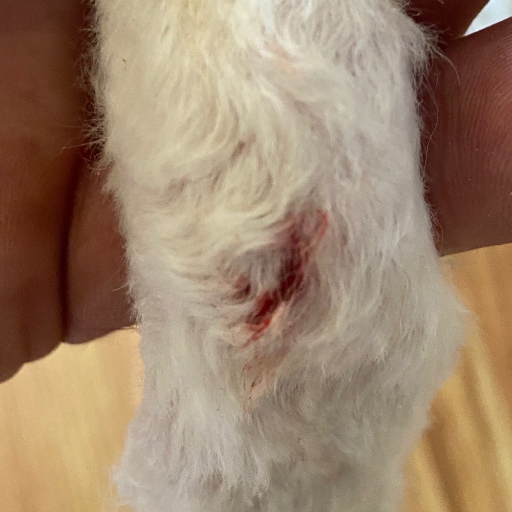 Cuts on my dog from Dogman Cometh