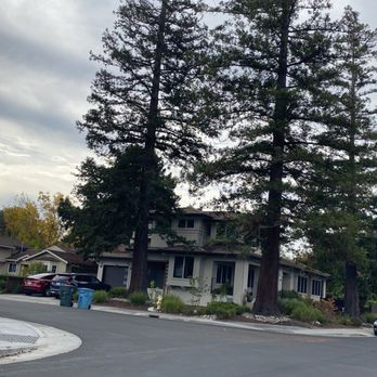 Henry Seale Park - Trees - Parks Near Me - Palo Alto, California Henry Seale Park - Trees - Parks Near Me - Palo Alto, California
