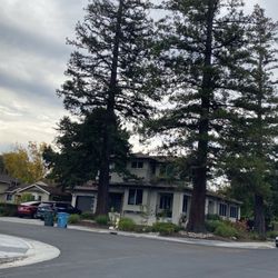 Trees