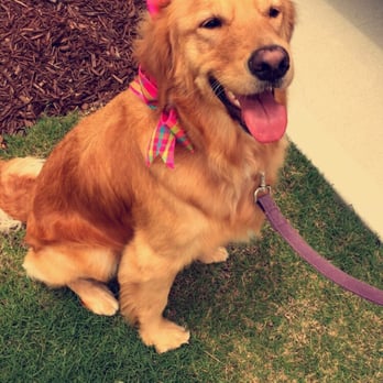 Puppy Love Pet Grooming - Pet Groomers Near Me - Durham, North Carolina Puppy Love Pet Grooming - Pet Groomers Near Me - Durham, North Carolina