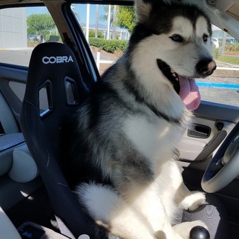 Strom German Auto Service - Cobra Malamute Pro seat in 1998 BMW 318ti - Auto Repair Near Me - Costa Mesa, California Strom German Auto Service - Cobra Malamute Pro seat in 1998 BMW 318ti - Auto Repair Near Me - Costa Mesa, California