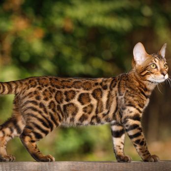 Registered Bengals - Pet Breeders Near Me Registered Bengals - Pet Breeders Near Me