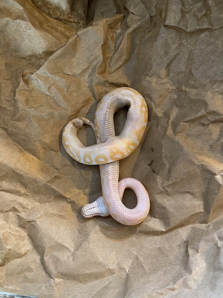 MIAMI REPTILE COMPANY Updated October 2024 34 Photos & 25 Reviews